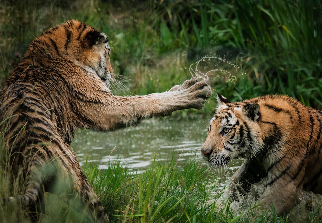 Photo Tiger safari