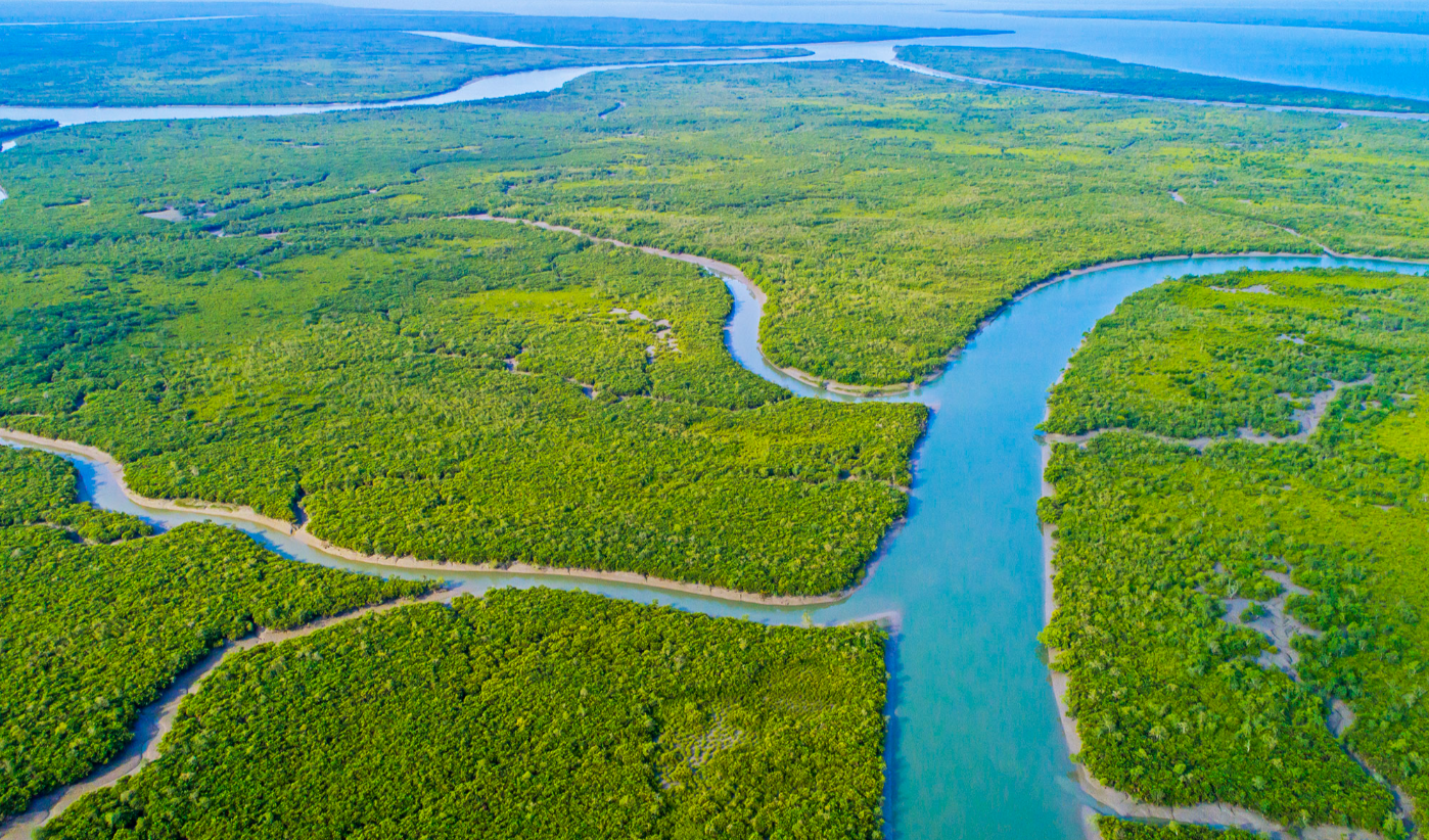 Sundarbans: Exploring the Untamed Wilderness