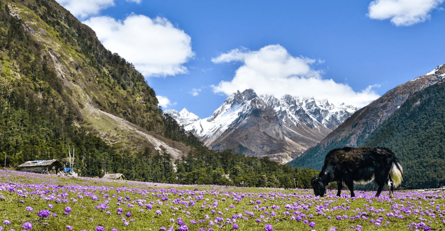 Yumthang Valley